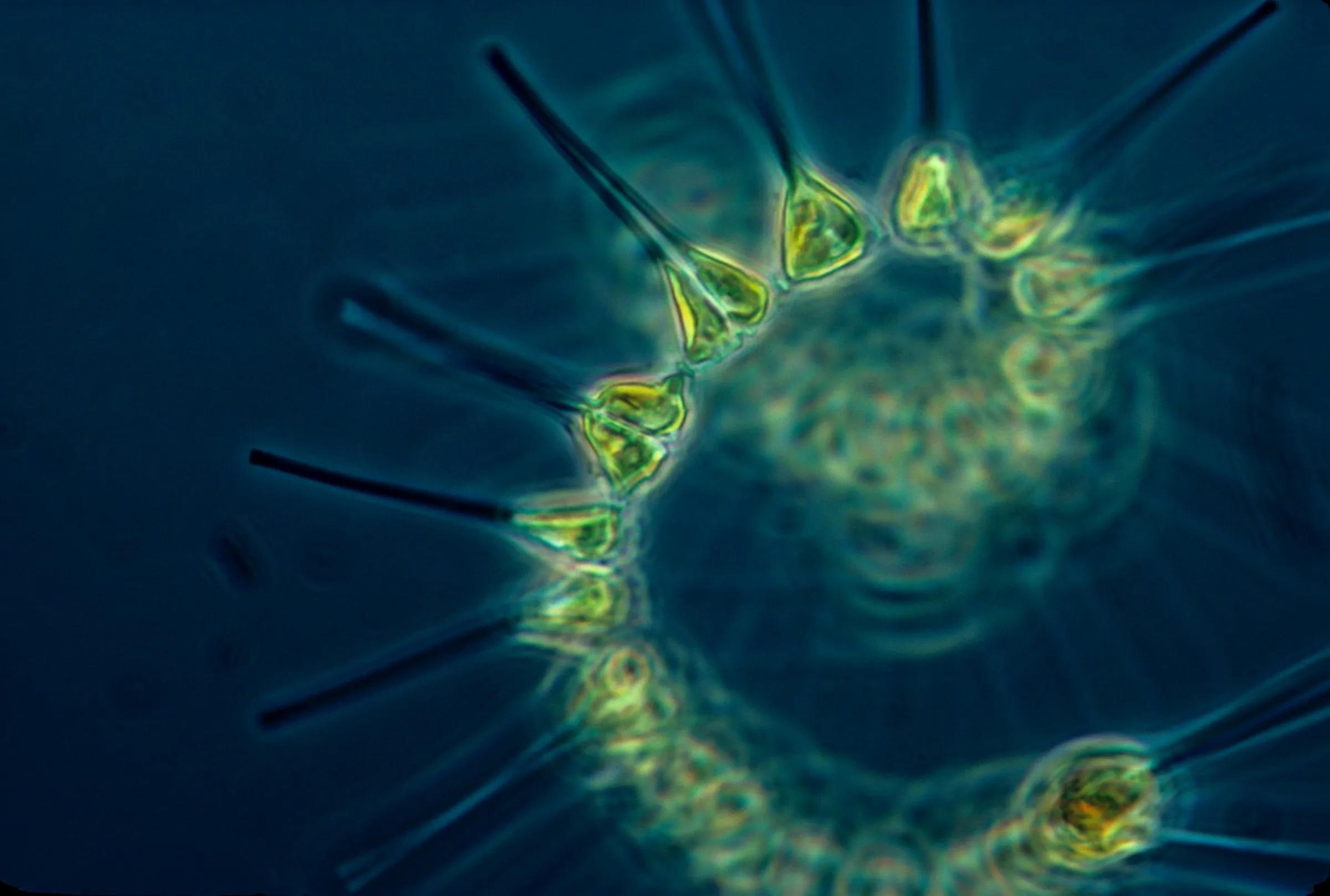 A spiral chain of phytoplankton cells under the microscope