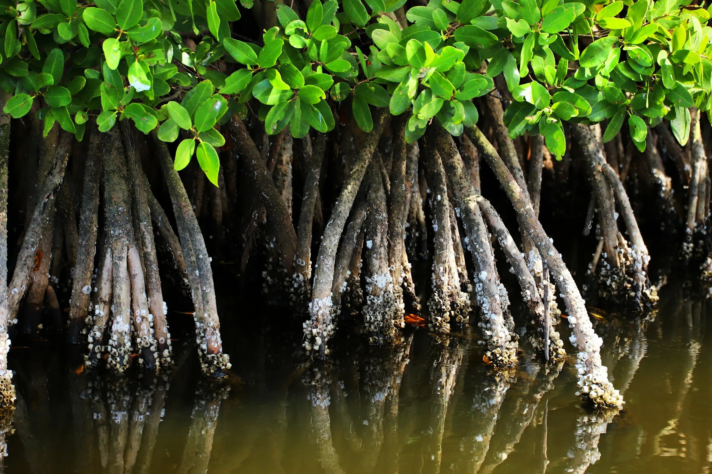 Pale mangrove roots rising out of shallow water beneath green leaves