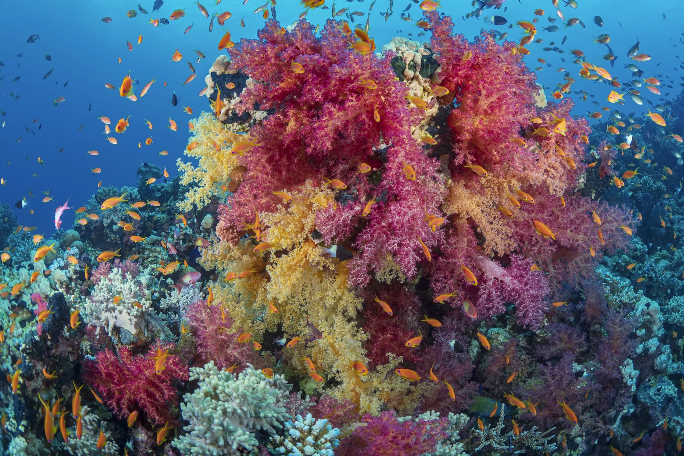 Pink and orange soft corals with shoals of small reef fish